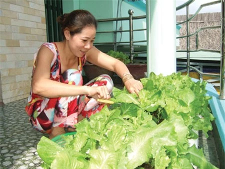 Người thành thị áp dụng các kỹ thuật trồng cây rau xà lách sạch tại nhà