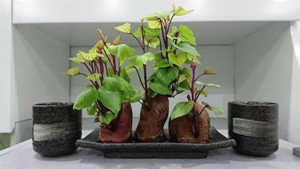 Khoai lang mọc mầm có thể dùng làm cây bonsai.