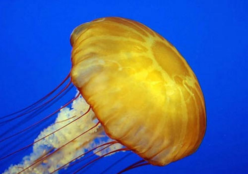 Loài động vật không tim, không não có khả năng bơi kỳ tài