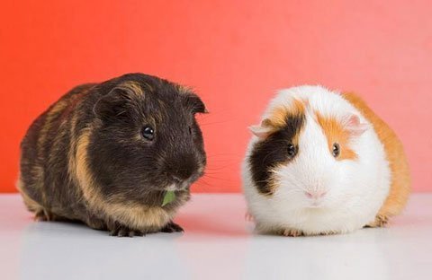 Những 'sản phụ' dị thường trong thế giới hoang dã