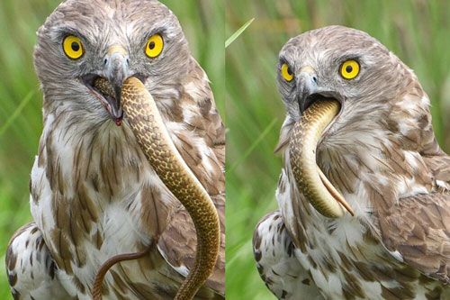 Đại bàng chân ngắn 'xơi tái' rắn hổ cực độc