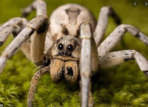 &quot;Trai tr&#x1EBB;&quot; &#x103;n th&#x1ECB;t &quot;g&#xE1;i gi&#xE0;&quot; &#x1EDF; nh&#x1EC7;n s&#xF3;i