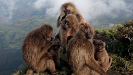 Khỉ đầu chó cũng biết tự tránh thai