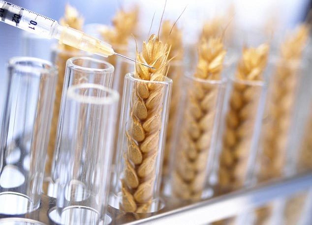 Đã tìm được cách khống chế sinh vật biến đổi gen