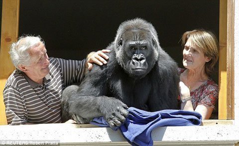 Nhận khỉ đột làm con nuôi