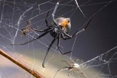 Vì sao nhện cái to con hơn nhện đực?