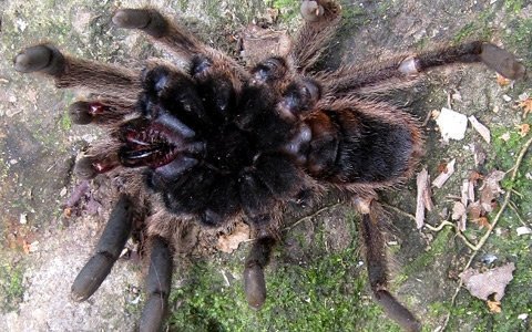 Phát hiện nhện khổng lồ ở Hà Tĩnh