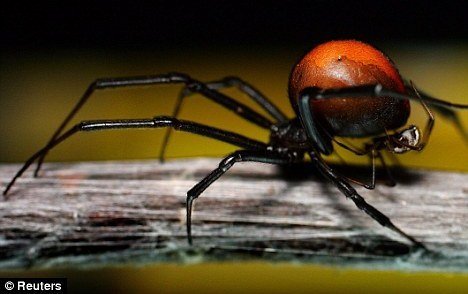 Nhện 'sát thủ' tràn lan khắp nước Anh