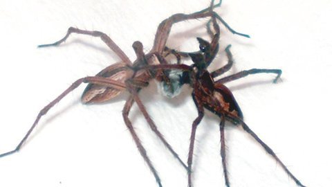 Nhện đổi quà lấy "tình", giả chết để "yêu"