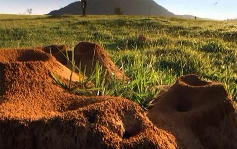 Vạn Lý Trường Thành của loài kiến