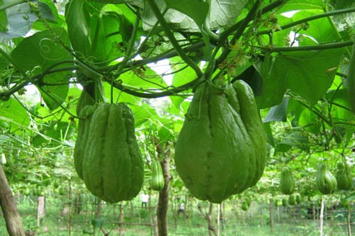 Kỹ thuật trồng su su tươi non quả chi chít trong vườn nhà