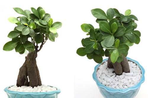 10 loại cây phong thủy mang đến tài lộc cho bạn