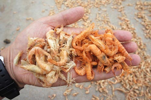Mẹo hay phân biệt tôm khô tự nhiên và tôm khô hóa chất