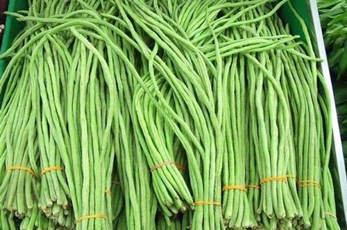 Kỹ thuật trồng cây đậu đũa an toàn cho hộ gia đình