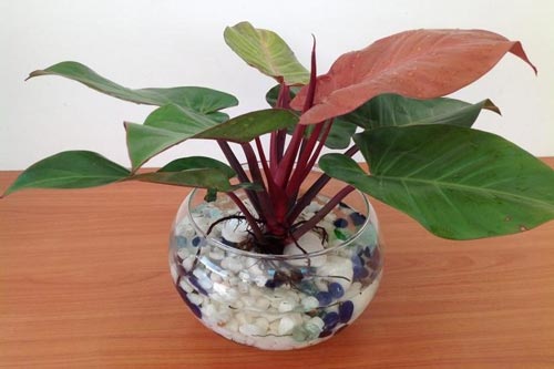 Trồng cây phong thủy hợp mệnh để tài lộc đến ầm ầm với 12 con giáp