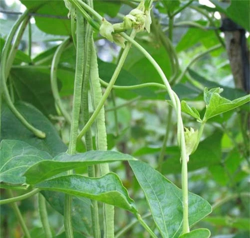 Cây đậu đũa có kỹ thuật trồng cây không quá phức tạp