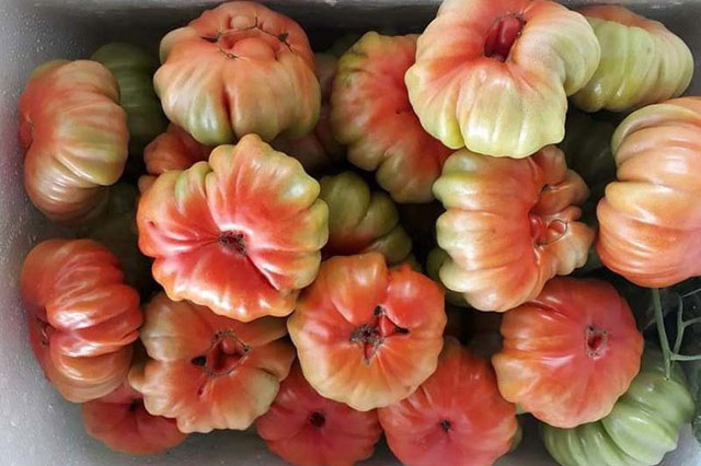 Chán rau quả nhập khẩu, dân Việt săn lùng đồ rừng độc lạ thưởng thức