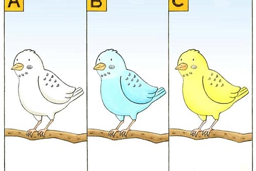 Trắc nghiệm: 'Bắt bệnh' qua màu sắc chú chim bạn nhìn thấy