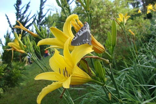 Kỹ thuật trồng hoa kim châm trị bệnh tại nhà