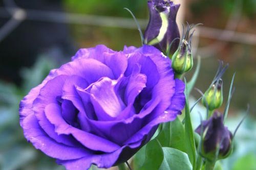 Kỹ thuật trồng cây hoa Cát tường cho ban công đẹp rực rỡ thu hút mọi ánh nhìn