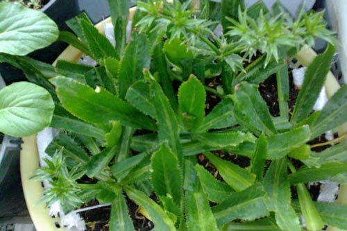 Kỹ thuật trồng cây mùi tàu trị bệnh tại gia