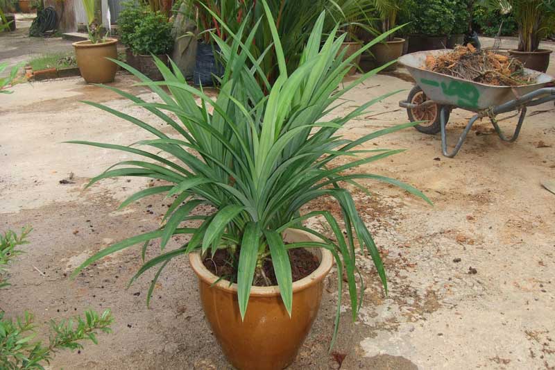 Lấy lá dứa nấu nước uống theo cách này, bạn có ngay 'thần dược' trị 'bách bệnh'