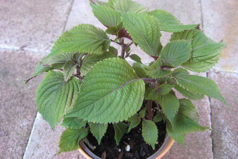 Cách chữa bệnh gout đơn giản và hiệu quả bằng lá tía tô