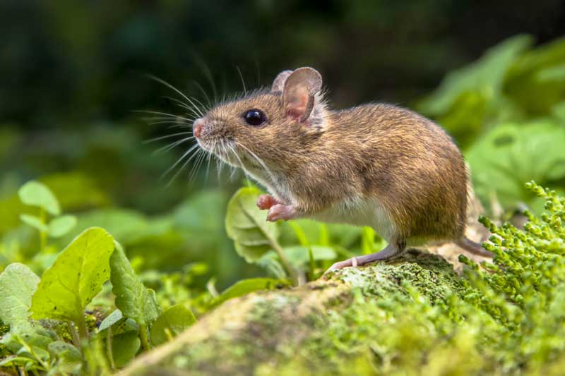 Số trời đã định, 4 con giáp dễ được 'thần, phật' chiếu cố, đếm tiền mỏi tay trong năm 2021