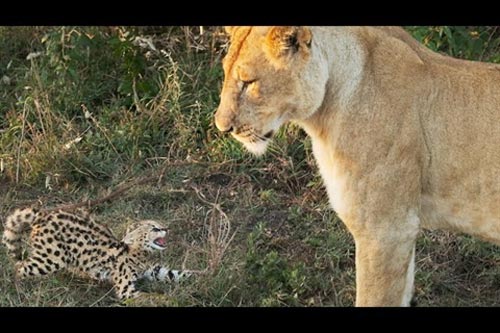 Mèo hoang mẹ kêu thảm, mèo con bị sư tử tóm sống