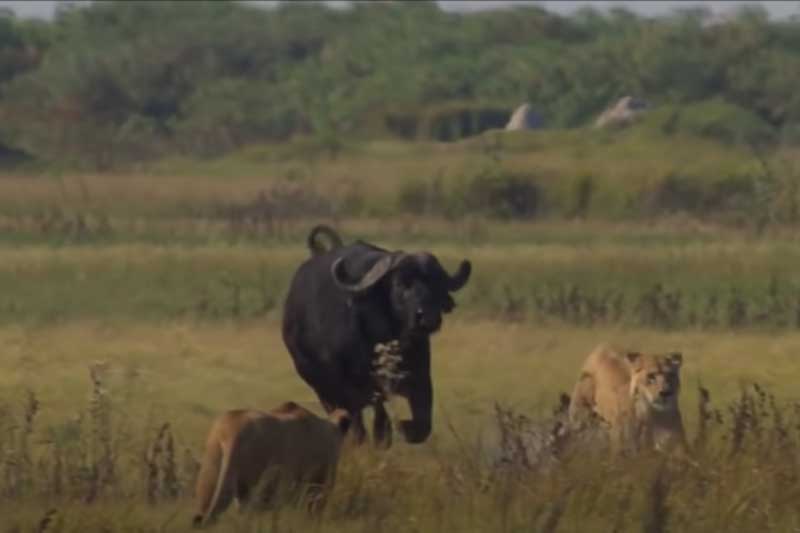 CLIP: Đàn sư tử "chạy rẽ sóng" khi bị 1 con trâu rừng truy đuổi