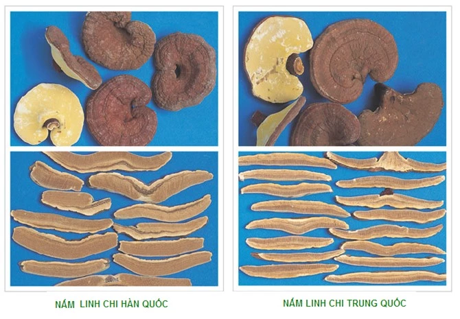 Cách chọn nấm linh chi an toàn, chất lượng