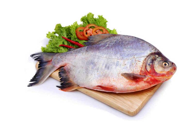 Những loại cá ăn vào bổ hơn nhân sâm, bán 'rẻ như cho' ở Việt Nam