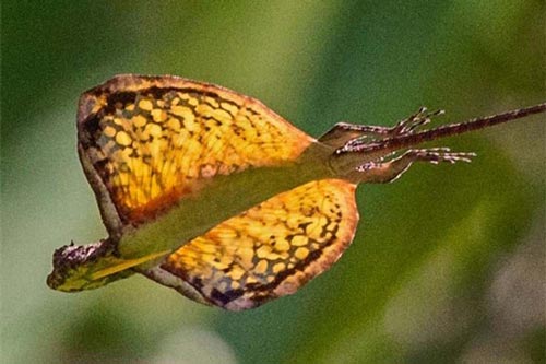 Kỳ lạ loài thằn lằn có khả năng bay như rồng