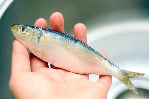 Cách nhận biết cá chứa urê, hàn the