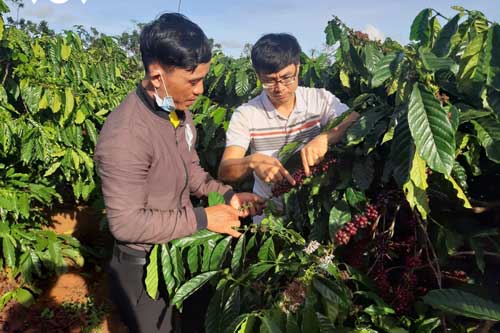 Người Bahnar ở Gia Lai làm cà phê theo tiêu chuẩn xuất khẩu
