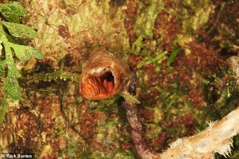 Loài hoa phong lan vừa được phát hiện tại cánh rừng ẩm ướt ở Madagascar, có hình dáng như miếng thịt, tỏa mùi khó ngửi