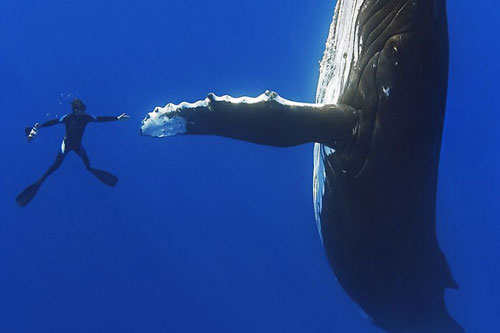 13 bức ảnh về người và vật khổng lồ, không ai nghĩ lại lớn đến thế