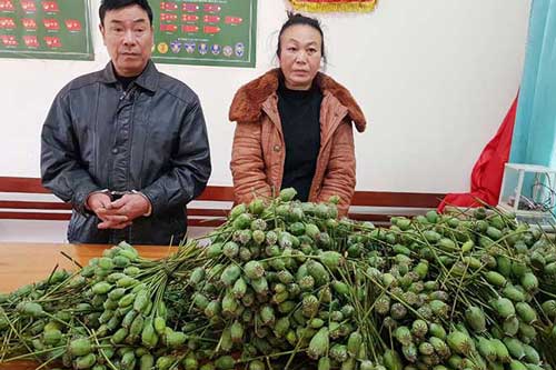 Nghệ An: Cặp vợ chồng lái Ford Everest chở 18kg quả thuốc phiện tươi