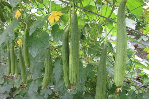 Bật mí kỹ thuật trồng mướp hương cho nhà phố quả ăn quanh năm