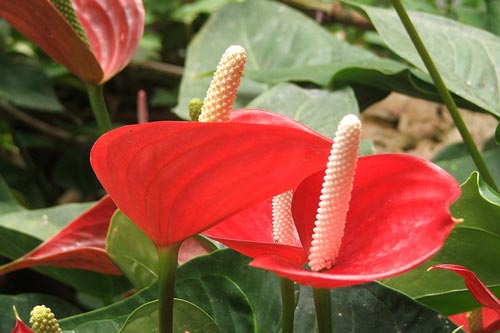 Kỹ thuật trồng hoa hồng môn trổ hoa theo ý muốn ở vườn nhà