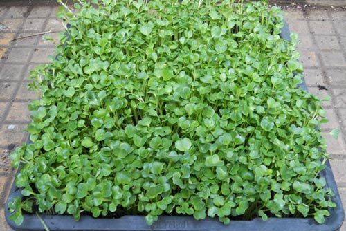 Cách trồng rau mầm không cần đất đơn giản