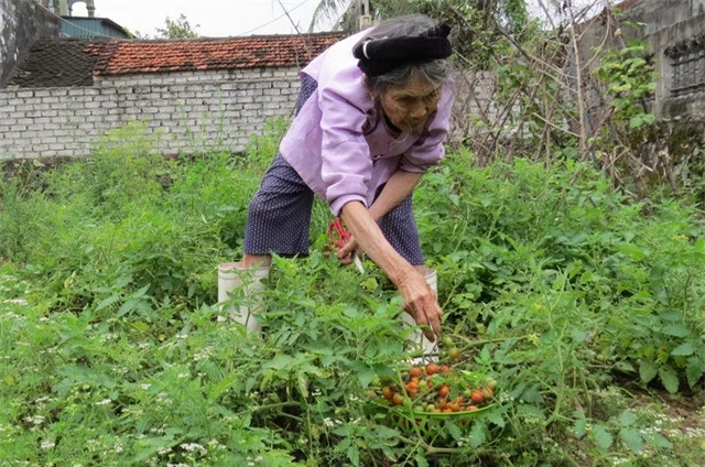 Kỳ lạ ngôi làng ở Quỳnh Lưu, 60 tuổi vẫn bị xếp vào hàng con cháu - Ảnh 3.