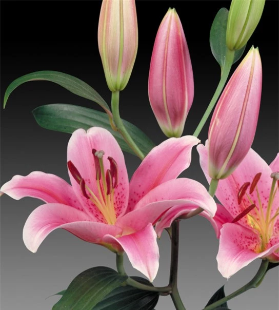 Hoa ly được nhiều gia đình trưng trong những ngày Tết bởi vẻ đẹp rực rỡ. Ảnh minh họa 