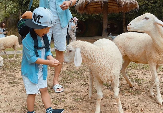 Trong chuyến đi này, bé Bảo Bảo rất hào hứng vì lần đầu được vào vườn bách thú và chơi đùa với nhiều loài động vật. Cậu nhóc không hề thấy sợ hãi khi cho cừu ăn cỏ.
