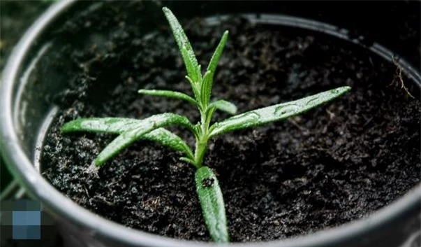 Kỹ thuật trồng cây hương thảo tuy không khó nhưng người trồng cũng cần chú ý đến các điều kiện khí hậu, ánh sáng, độ ẩm