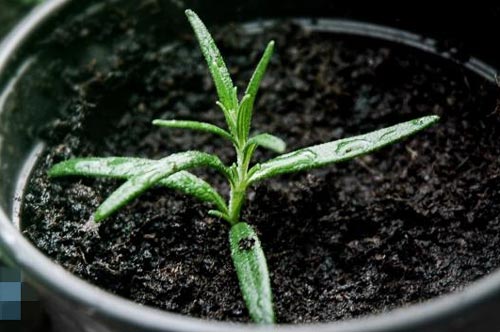 Phương pháp trồng cây hương thảo trong chậu tiện lợi