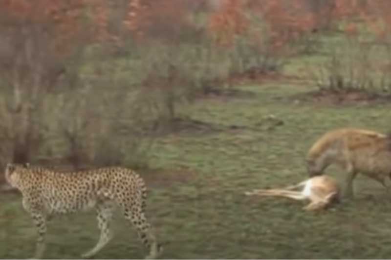 CLIP: Mải mê tấn công báo săn, linh cẩu để linh dương Impala trốn thoát