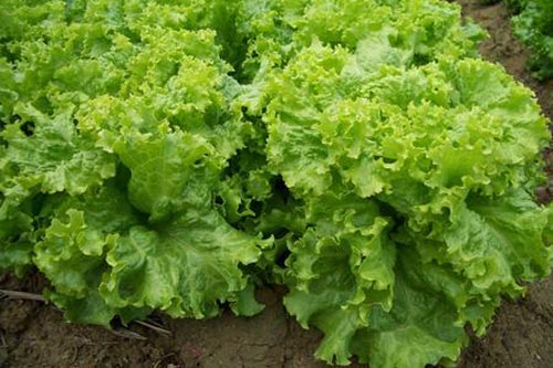 Kỹ thuật trồng cây xà lách xoăn sạch chỉ bằng vài bước đơn giản