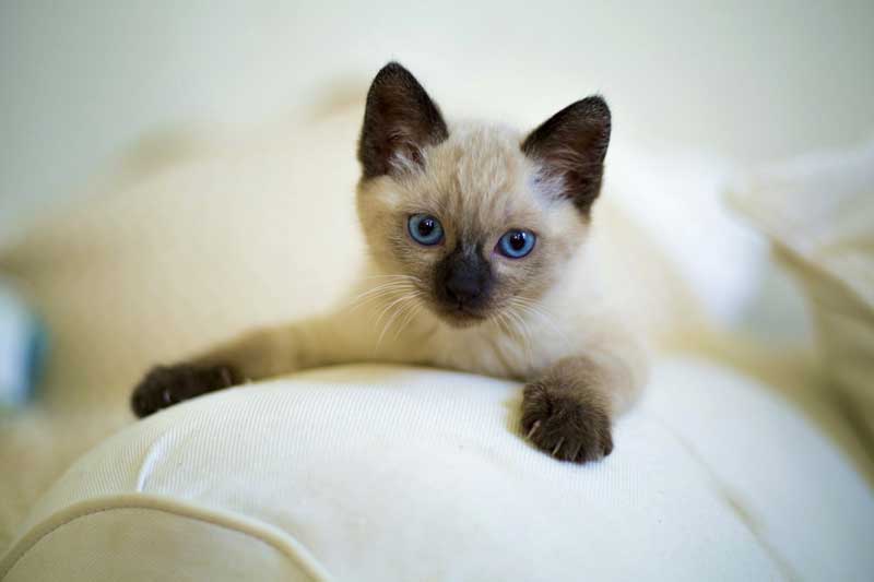 Sau ngày 10/11 Âm lịch, 3 con giáp này dễ giàu hết phần thiên hạ, gặp may mắn đủ đường