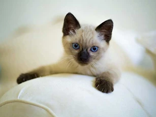 Sau ngày 10/11 Âm lịch, 3 con giáp này dễ giàu hết phần thiên hạ, gặp may mắn đủ đường